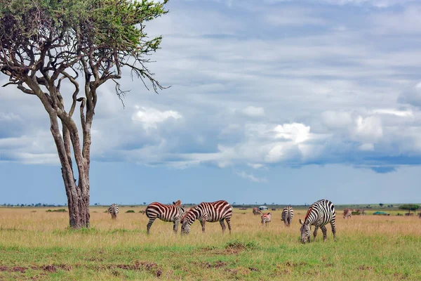 Zebra Pasoucí Kvetoucí Savaně Chráněné Oblasti Kráteru Ngorongoro Tanzanii Východní — Stock fotografie