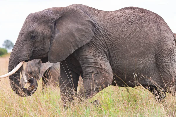 Big African Bush Elephant Loxodonta Africana Grazing Savannah Tarangire National — Stock Photo, Image