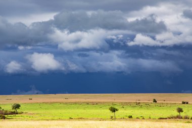 Yağmur mevsiminde yağmur yağan fırtınalı bulutlar Masai Mara, Kenya, Afrika 'da