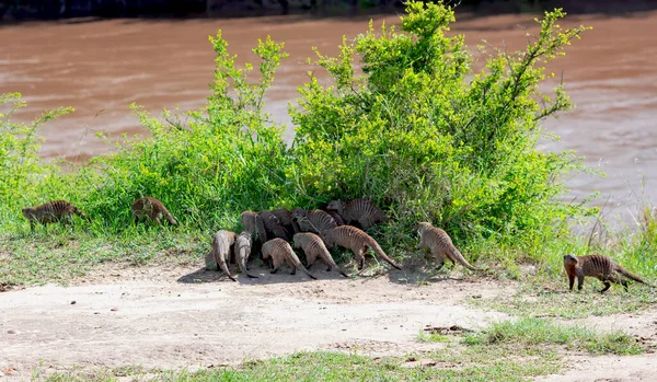 Grupo Caça Mangusto Anão Nas Margens Rio Mara Quênia África — Fotografia de Stock