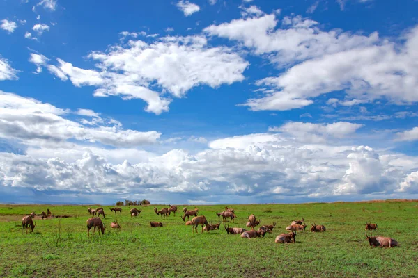 肯尼亚Masai Mara国家公园绿地上的大群羚羊 Damaliscus Lunatus Jimela 正在吃草 — 图库照片