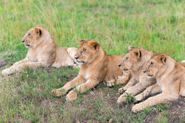 Dört sevimli genç aslan Panthera Leo, ya da Swahili 'de Simba Tarangire Ulusal Parkı' ndaki çayırda dinleniyor..