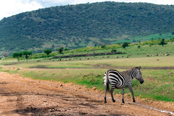 Osamělé Zebry Pasou Bujných Loukách Chráněné Oblasti Kráteru Ngorongoro Tanzanii — Stock fotografie