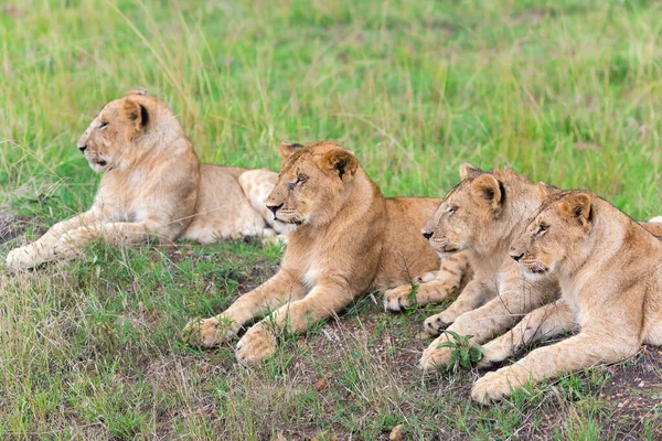 Quatro Adoráveis Leões Jovens Panthera Leo Simba Filhote Swahili Descansando — Fotografia de Stock