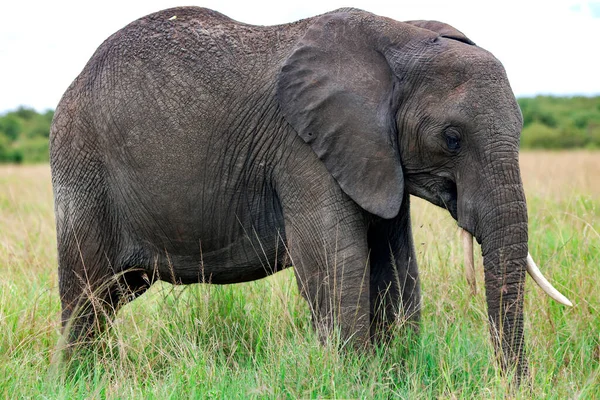 Big African Bush Elephant Loxodonta Africana Grazing Savannah Tarangire National Stock Picture