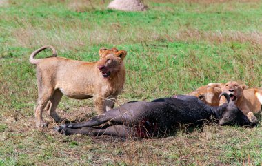 Afrika Aslanları Gururu (Panthera Leo) Kenya 'daki Masai Mara Ulusal Koruma Alanında genç bir bufaloyu öldürdü. Afrika 