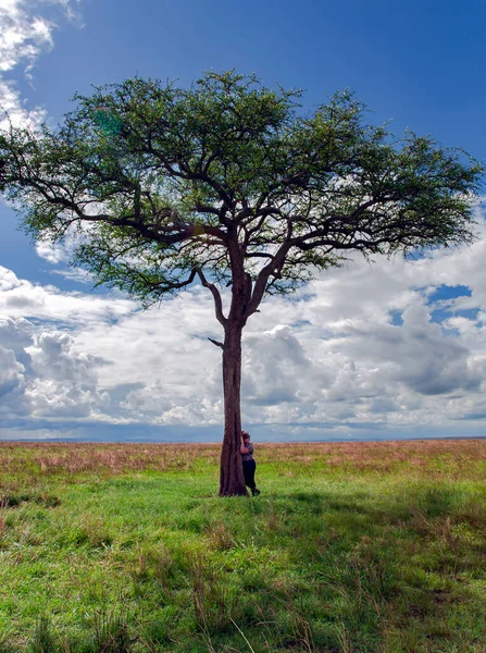 旅行者は アフリカ ケニア サバンナMasai Maraの孤独なアカシアの木の近くに立っています — ストック写真