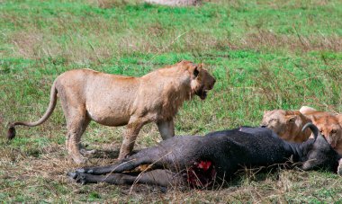 Afrika Aslanları Gururu (Panthera Leo) Kenya 'daki Masai Mara Ulusal Koruma Alanında genç bir bufaloyu öldürdü. Afrika 