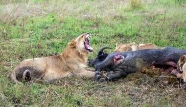 Afrika Aslanları Gururu (Panthera Leo) Kenya 'daki Masai Mara Ulusal Koruma Alanında genç bir bufaloyu öldürdü. Afrika