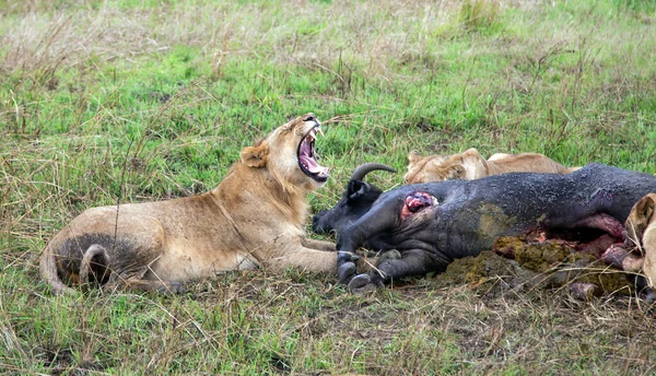 Pýcha Afrických Lvů Panthera Leo Zabila Mladého Buvola Lovu Keňské — Stock fotografie