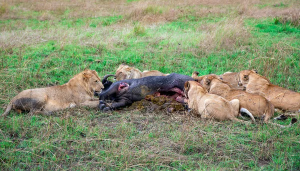 Orgulho Leões Africanos Panthera Leo Matou Búfalo Jovem Caça Reserva — Fotografia de Stock