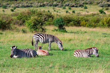 Zebra, Tanzanya 'nın Ngorongoro Krateri Koruma Alanı' ndaki çiçek açan savanın yeşil çimlerinin arkasında otlayıp debeleniyor. Doğu Afrika