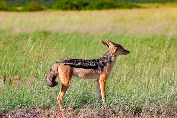 Młody Samiec Black Backed Jackal Canis Mesomalas Parku Narodowym Masai — Zdjęcie stockowe