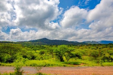 Tanzanya 'nın Kilimanjaro Dağı eteğindeki Amboseli Parkı' ndaki yeşil çayırlardan geçen yol. Egzotik, ekolojik ve fotoğraf turizmi kavramı.