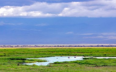 Magadi Gölü 'nün arka planında bulunan Ngorongoro Krateri Koruma Alanı' ndaki Blooming Valley 'de büyük bir su aygırı nüfusu, Tanzanya. Doğu Afrika