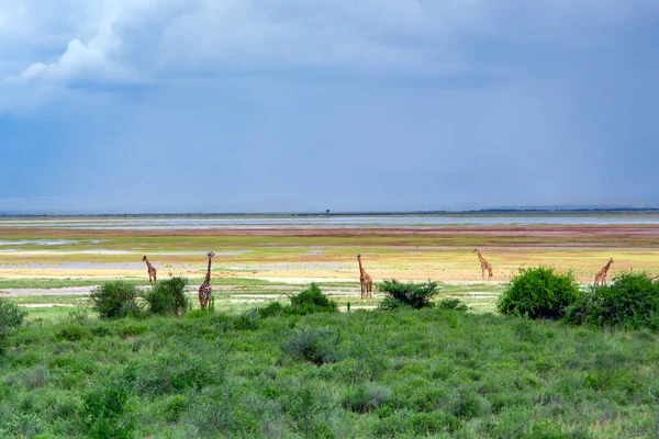 African Giraffe Meadows Savannah Lake Tarangire National Park Tanzania — Stock Photo, Image