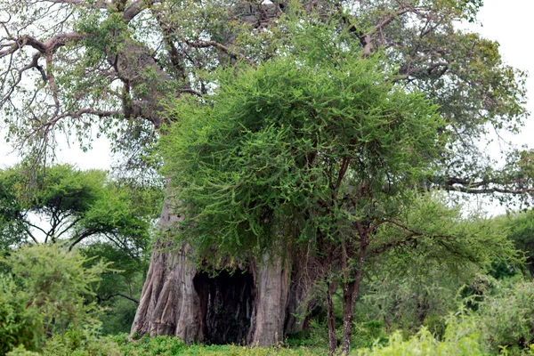 Ensamt Stor Gammal Baobab Träd Savannen Regnperioden Tanzania Sydafrika — Stockfoto