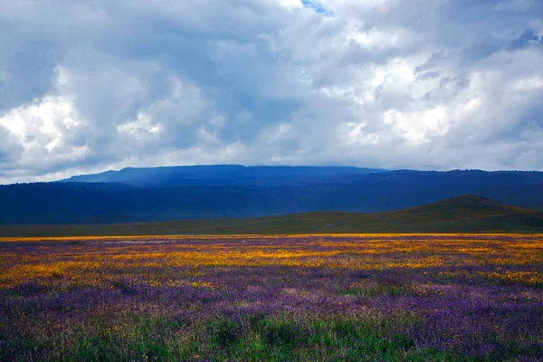Piękny Obszar Ochrony Krateru Ngorongoro Kwitnącymi Łąkami Tle Gór Zachmurzonym — Zdjęcie stockowe
