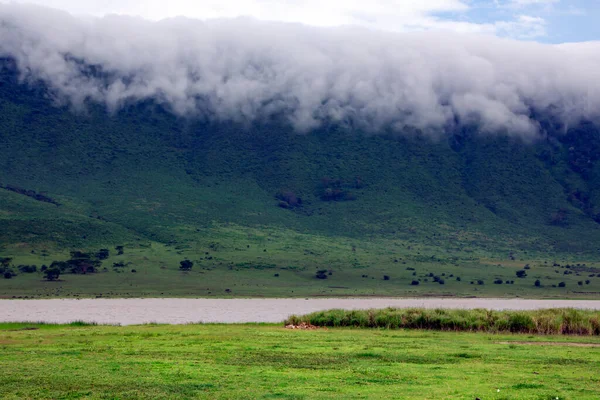 Lejoninna Med Små Lejonungar Buskarna Nära Sjön Ngorongoro Crater National — Stockfoto