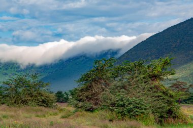 Güzel Ngorongoro Krateri Koruma Alanı. Dağların arka planında ağaçlar ve otlaklar var. Bulutlu, Tanzanya. Doğu Afrika