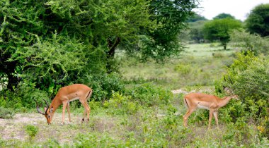 Erkeklerden ikisi Tanzanya 'daki Tarangire Ulusal Parkı' nda otlayan siyah yüzlü impala antilopları (Aepyceros melampus)..