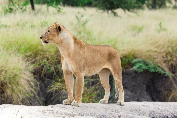 可爱的母狮 优雅地站在一块岩石在坦桑尼亚的塔兰吉雷公园 — 图库照片