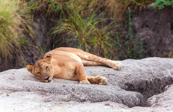 Adorável Leoa Descansando Sobre Pedra Quente Savana Parque Tarangire Tanzânia — Fotografia de Stock