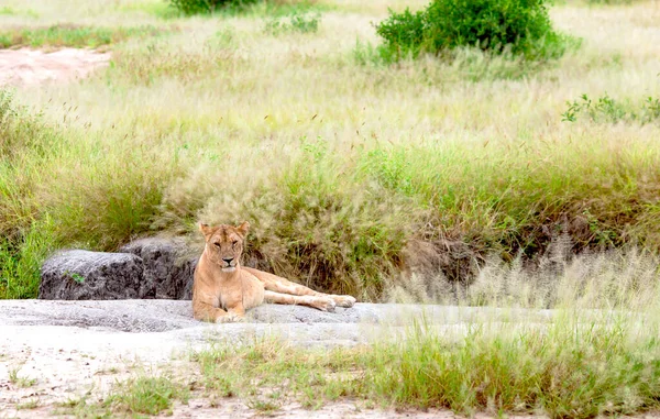 Belle Lionne Reposant Sur Pierre Chaude Savane Dans Parc Tarangire — Photo