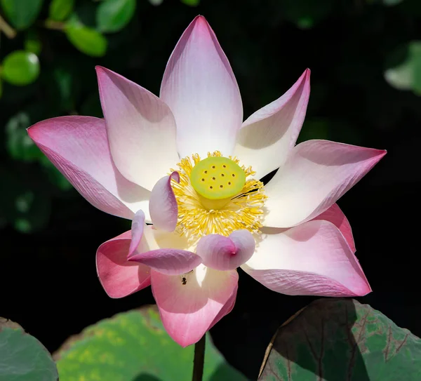 Рожева Квітка Лотоса Ningabo Nucifera Тлі Зеленого Листя Озері Лотос — стокове фото