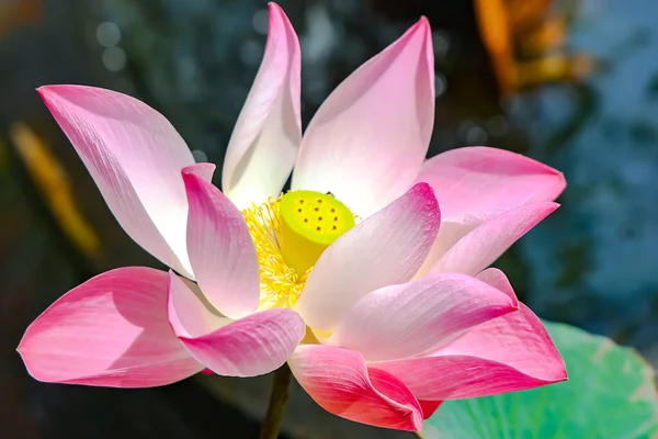 Pink Lotus Flower Nelumbo Nucifera Background Green Leaves Lake Lotus — Photo