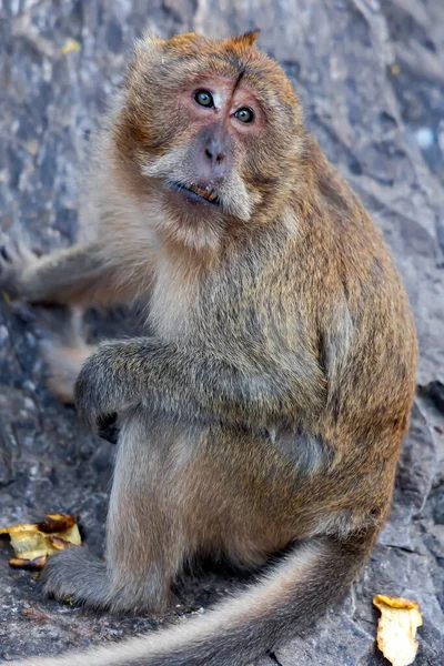 Portrait Wild Long Tailed Macaque Eating Bananas Sitting Khao Takiab — Stockfoto