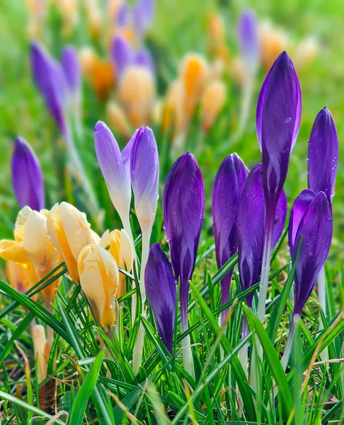 Yellow Violet Crocuses Crocus Chrysanthus Blooming Early Spring Riga City — Stock Photo, Image
