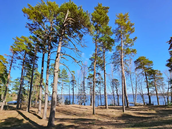 ラトビアの首都リガのメザパーク地区 静かで森林地帯にあるキスピンセット湖近くの高い松林 — ストック写真