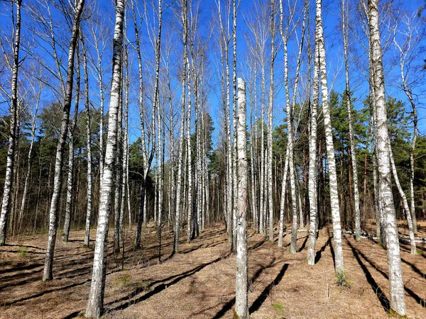 Belas Árvores Bétula Com Casca Bétula Branca Bosque Bétula Dia — Fotografia de Stock