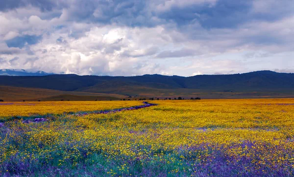 Beautiful Ngorongoro Crater Conservation Area Flowering Meadows Background Mountains Cloudy — Stock Photo, Image