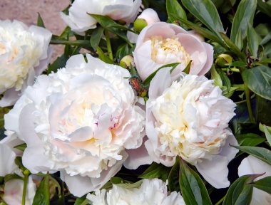 Beyaz ve pembe güzel çiçek manzarası, dolu, çifte zengin şakayıklar yeşil bahar bahçesinde Maybug buketin ortasında.