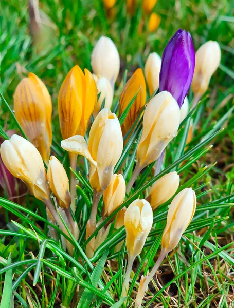Yellow Violet Crocuses Crocus Chrysanthus Blooming Early Spring Riga City — Stock Photo, Image