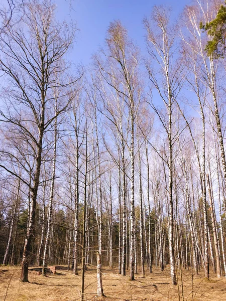 Belas Árvores Bétula Com Casca Bétula Branca Bosque Bétula Dia — Fotografia de Stock