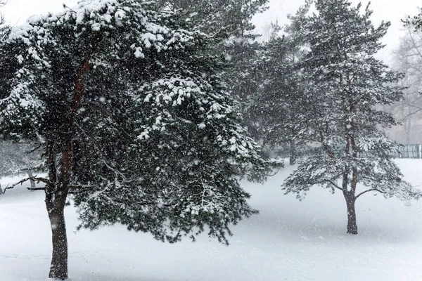 Ciężka Burza Śnieżna Sosnowym Lesie Fantastyczny Zimowy Krajobraz — Zdjęcie stockowe