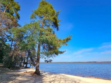 Letonya 'nın başkenti Riga' nın Mezaparks bölgesinde Kisezers Gölü yakınlarındaki yüksek çam ormanı.