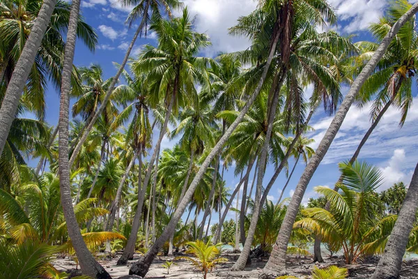 Untouched wild and beautiful nature of the islands of French Polynesia. Palm trees on ocean coastline. Amazing nature landscape.