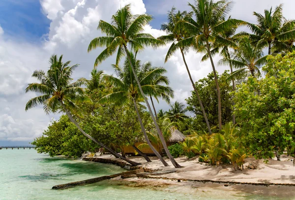 Nedotčená Divoká Krásná Příroda Ostrovů Francouzské Polynésie Palmy Pobřeží Oceánu — Stock fotografie