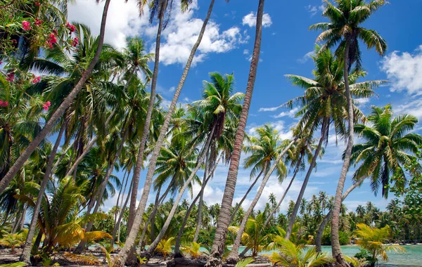 Untouched wild and beautiful nature of the islands of French Polynesia. Palm trees on ocean coastline. Amazing nature landscape.