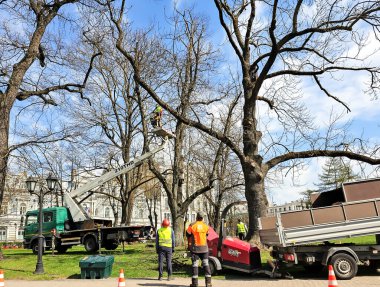 LATVIA, RIGA, APRIL, 2023 - Riga şehir parkı bakım hizmetleri yüksek asansörlü özel araçların dallarını keserek şehir ağaçlarının icabına bakıyorlar. Riga. Letonya