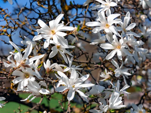 Branches with blooming Magnolia stellata Royal Star or Star Magnolia closeup against the blue sky. Spring season, sweet fragrance.