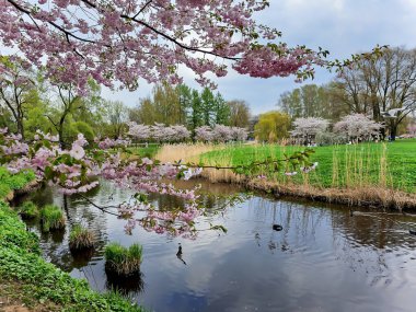LATVIA, RIGA, APRIL, 2023 baharın başlarında Letonya 'nın Riga kentindeki Zafer Parkı' nda çiçek açan sakura ağaçları. Bahar mevsiminde Sakura bahçesi.