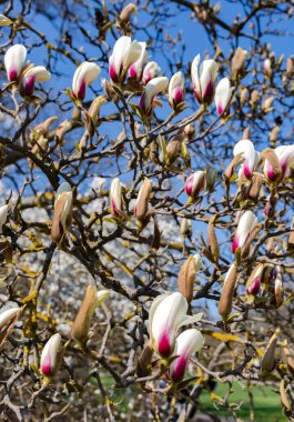 Magnolia Sulange 'ın büyük tomurcuklarını mavi gökyüzüne karşı açarak. Geniş yeşil yaprakları ve geniş tomurcukları olan manolya ağacı..