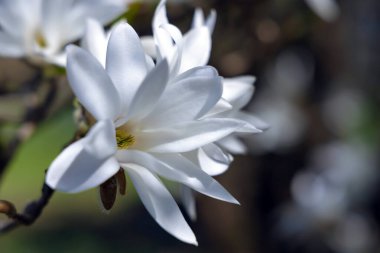 Beyaz Magnolia stellata 'lı dallar Royal Star veya Yıldız Magnolia' ya yakın çekim. Bahar mevsimi, tatlı koku.