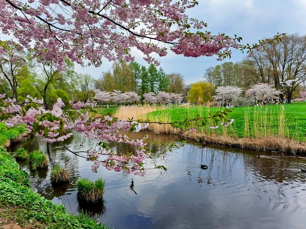Latvia Riga April 2023 Tak Van Bloeiende Sakura Bomen Het — Stockfoto