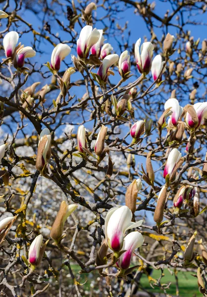 Ouverture Grands Bourgeons Magnolia Sulange Brillante Journée Printemps Contre Ciel — Photo